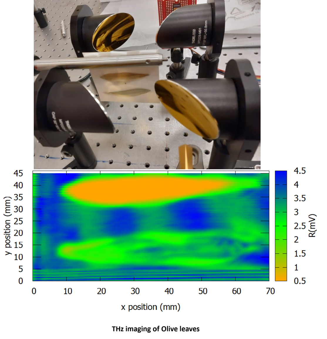 Terahertz imaging of olive leaves