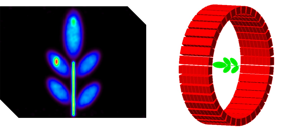 PET plant imaging simulation